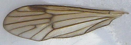 Ormosia sp.